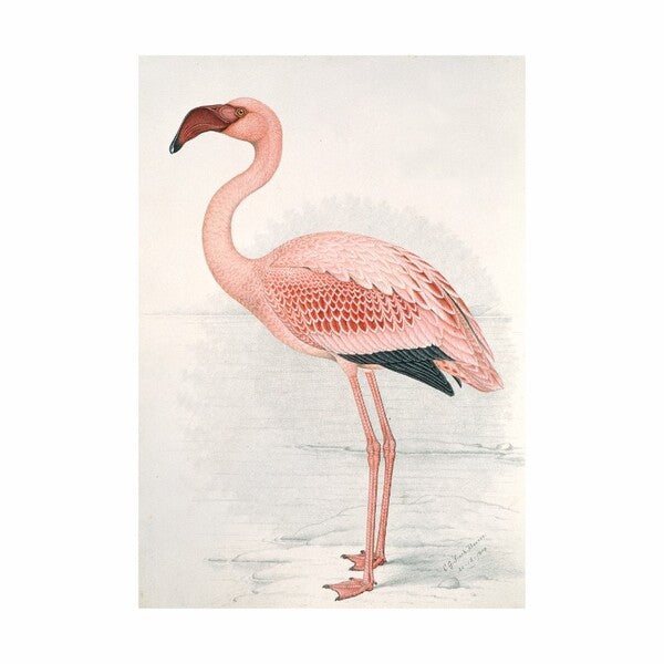 IXXI - Flamingo Flamingo Finch Davies Large