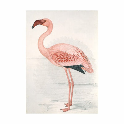 IXXI - Flamingo Flamingo Finch Davies Large
